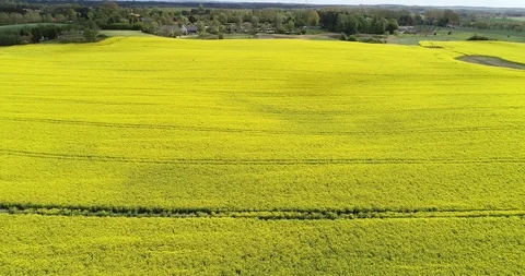 Yellow field camera tilt Video stock 107645657