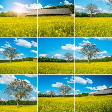Yellow field collage Stock Photos