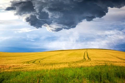 Yellow field on dramatic sky Foto stock