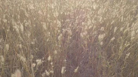The yellow field of dry grass, the natural grass swaying in the wind, the beauti Stock Footage 148651275