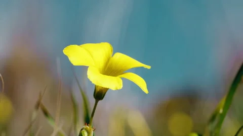 Yellow field flower close up Stock Footage 233248630