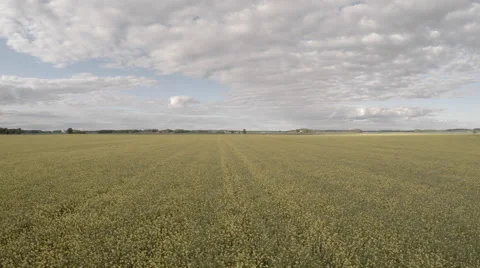 Yellow Field Flower Stock Footage 51034796