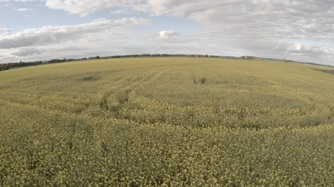 Yellow Field Flower Stock Footage 51035424