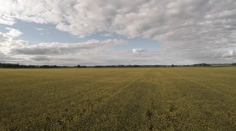 Yellow Field Flower Stock Footage 51037470