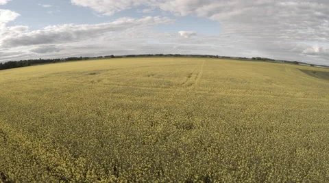 Yellow Field Flower Stock Footage 51052281