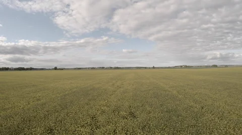 Yellow Field Flower Stock Footage 51059007