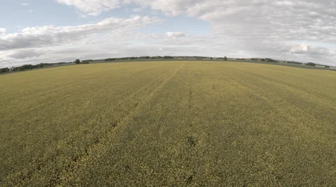Yellow Field Flower Stock Footage 51059450