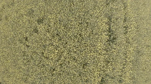 Yellow Field Flower Stock Footage 51059458