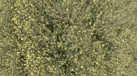 Yellow Field Flower Stock Footage 51059615