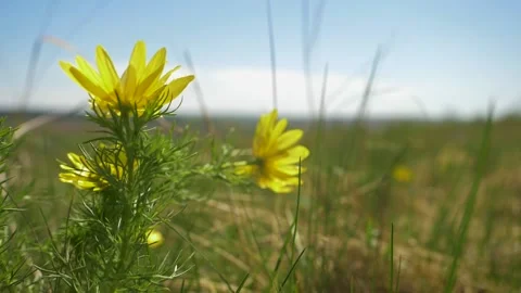 Yellow field flower in the spring wind SLOW MOTION Stock Footage 133439260