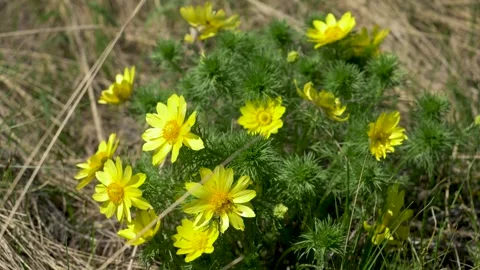 Yellow field flower in the spring wind SLOW MOTION Stock Footage 133439880