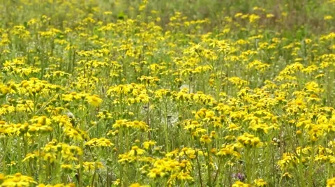 Yellow field flowers Stock Footage 51671589