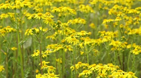 Yellow field flowers Stock Footage 51671618