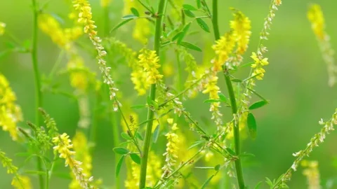 Yellow field flowers Stock Footage 76467276