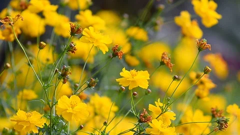 Yellow field flowers Stock Footage 93779768