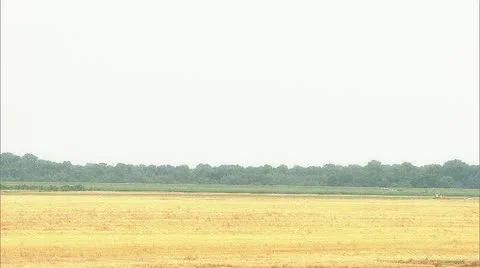 Yellow field Video stock 11130681