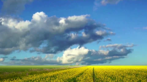 Yellow field Stock Footage 33000409