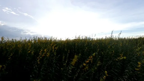 Yellow field Stock Footage 79752228