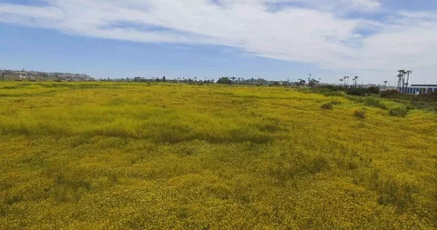 Yellow field Stock Footage 128760353