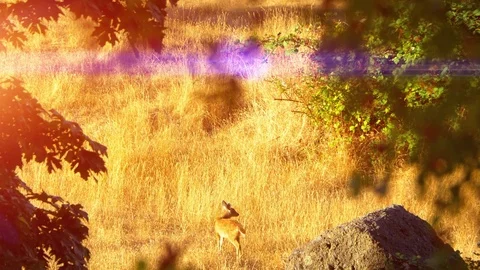 Yellow Field Grass, Deer Walking Through Yellow Grass Field Slow Motion Land Stock Footage 84769884