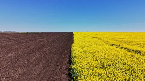 Yellow field meets brown soil in clear blue sky under the sun Stock Footage 338241664