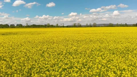Yellow field in the middle of nowhere Stockbeeldmateriaal 148760002
