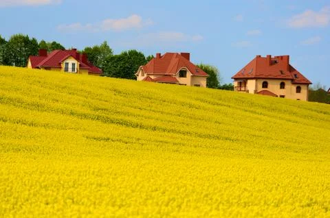Yellow field with new house Foto stock