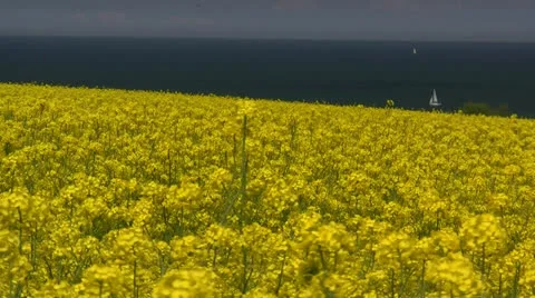 Yellow Field with Oil Seed Rape - Baltic Sea, Northern Germany 스톡 동영상 24984940