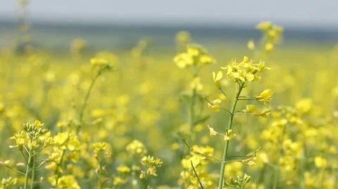 Yellow field panning - summer rape flowers in the breeze Stock Footage 8523913