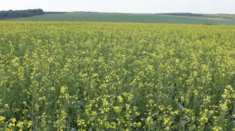Yellow field panning - summer rape flowers in the breeze Stock Footage 8534376