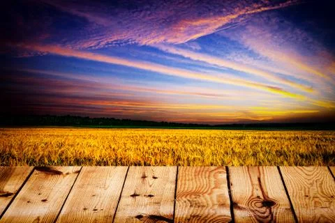 Yellow field Stockfoto's