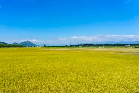 Yellow field Stock Photos