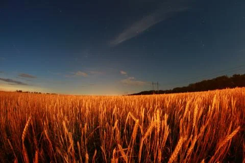 Yellow field Stock Photos