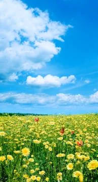Yellow field. Stock Photos