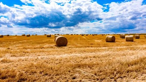 Yellow field Stock Photos