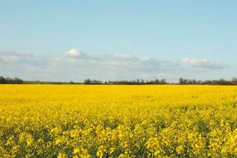 Yellow field Stock Photos