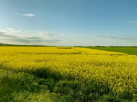Yellow field Stockfoto's