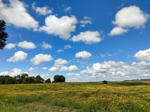 Yellow field Stock Photos