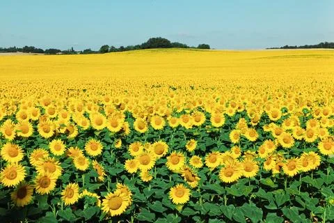 Yellow field Stock Photos