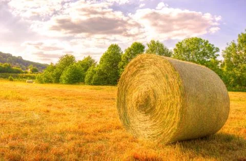 Yellow field of rape Stock Photos