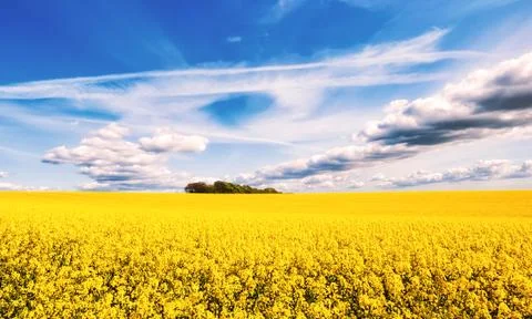 Yellow field of rape Stock Photos