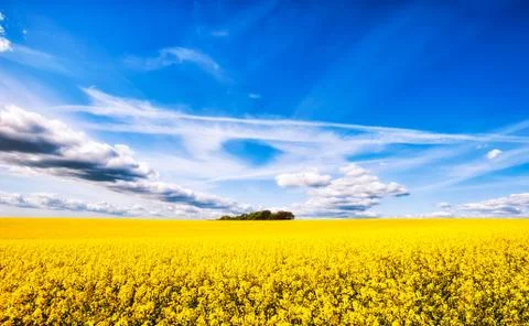Yellow field of rape Stock Photos