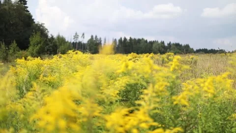 Yellow field rapeseed in bloom with blue sky and white clouds 스톡 동영상 131891357