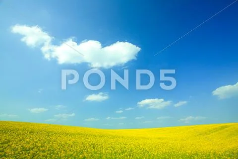 Yellow field rapeseed in bloom with blue sky and white clouds Stock Photos
