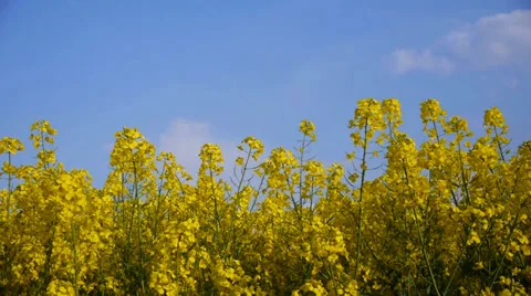 Yellow field rapeseed Stock-Footage 37845115