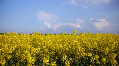 Yellow field rapeseed Stock-Footage 37910674