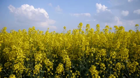 Yellow field rapeseed Stock-Footage 38049196