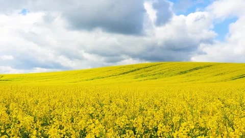 Yellow field of rapeseed growing in spring, sound Stock Footage 294607553