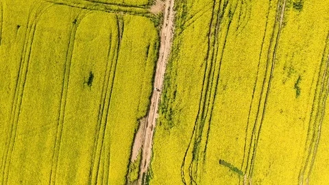 Yellow field from the sky Stock Footage 85761709