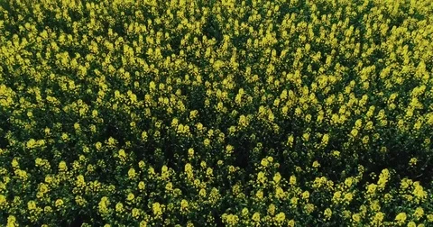 A yellow field under the summer sun Stock Footage 76761089
